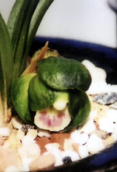 画像1: 韓国春蘭〈岩　龍〉上木5本立 (1)