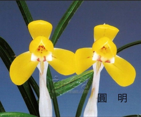 画像1: 韓国春蘭〈圓　明〉中木2本立 (1)