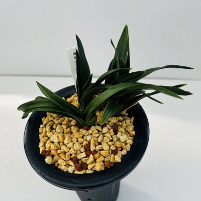 画像1: 韓国春蘭〈岩　龍〉上木5本立