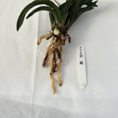 画像3: 韓国春蘭〈岩　龍〉上木5本立