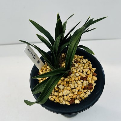 画像2: 韓国春蘭〈岩　龍〉上木5本立