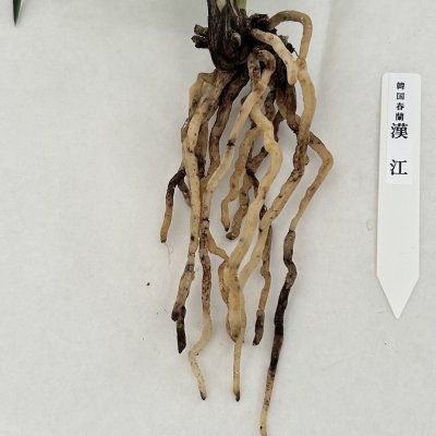 画像3: 韓国春蘭〈漢　江〉上木3本立