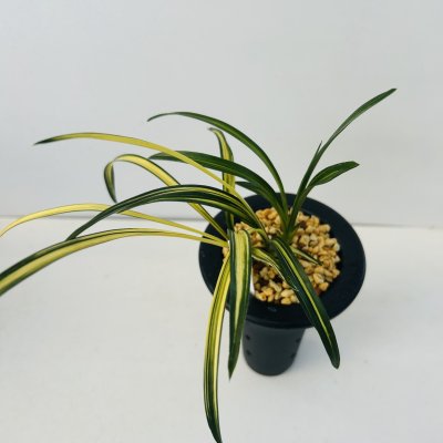 画像2: 韓国春蘭〈漢　江〉上木3本立