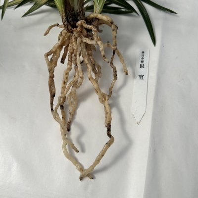 画像3: 韓国春蘭〈世　宝〉上木7本立　