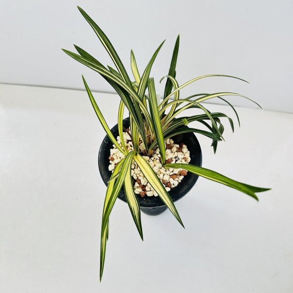 画像1: 韓国春蘭〈世　宝〉上木7本立　 (1)